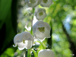 Pilica, maj 2013 149